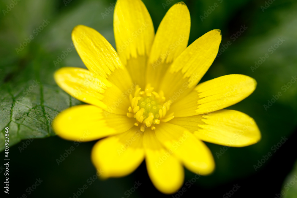 Obraz premium Lesser celandine, yellow spring plant in a garden. Nature background.