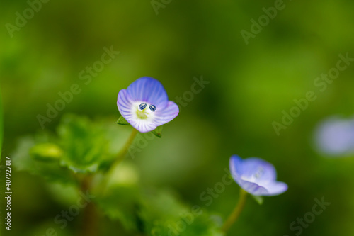 Persian speedwell  flowering spring plant  nature background.