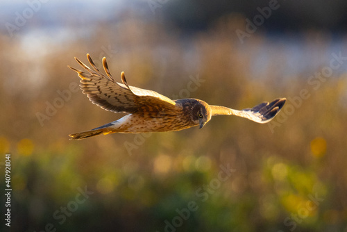 Valokuva Extremely close view of a female hen harrier (Northern harrier) flying in beautiful light, seen in the wild in North California