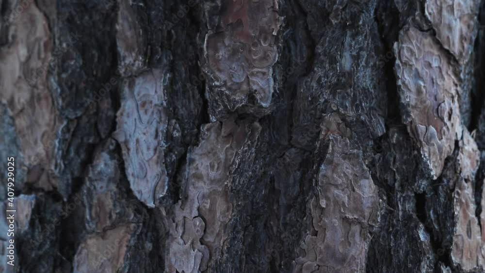 Oak tree bark details in natural light slow motion footage Oak tree bark details in natural light slow motion footage