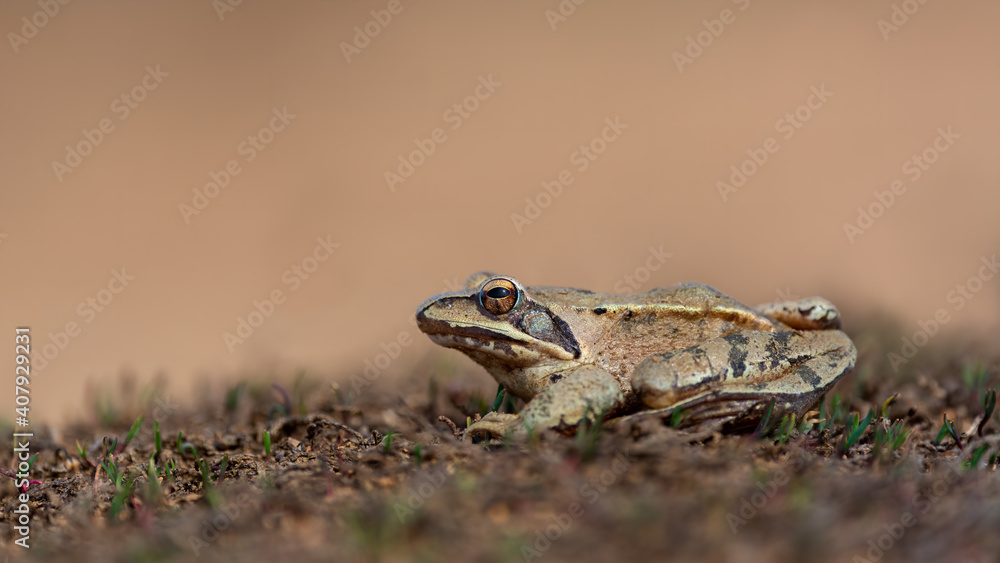 Naklejka premium Agile frog (Rana dalmatina) in nature