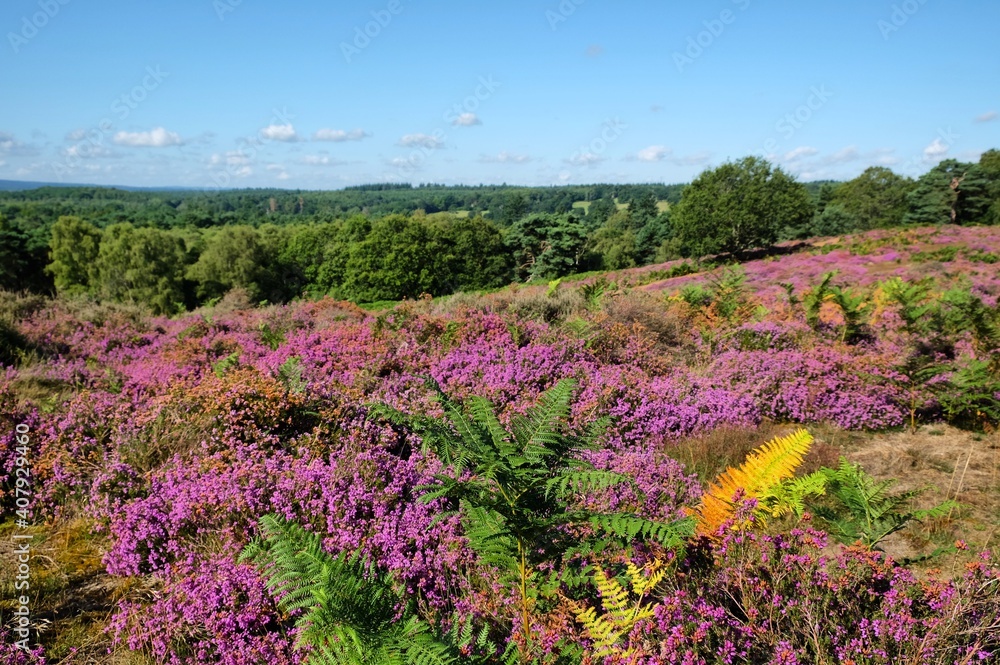 Lowland heather in bloom on Puttenham Common,Surrey, UK Lowland heather in bloom on Puttenham Common,Surrey, UK