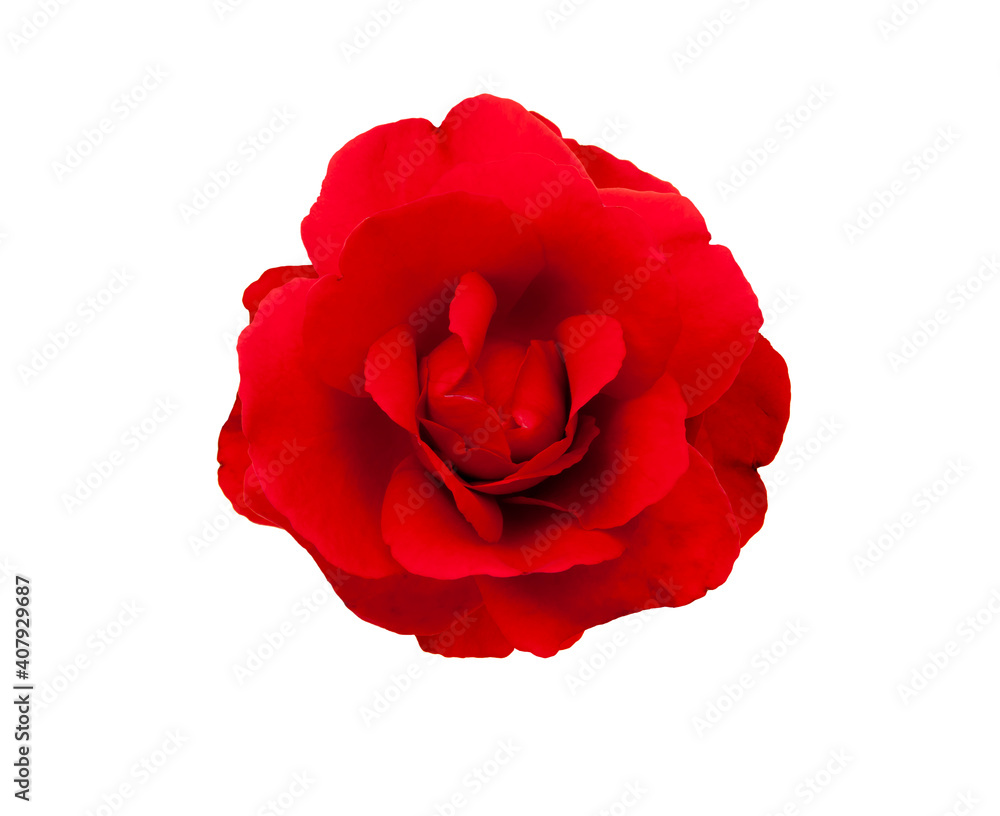 Rote Rose isoliert auf weissem Hintergrund Rote Rose isoliert auf weissem Hintergrund