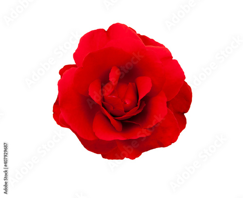 Rote Rose isoliert auf weissem Hintergrund