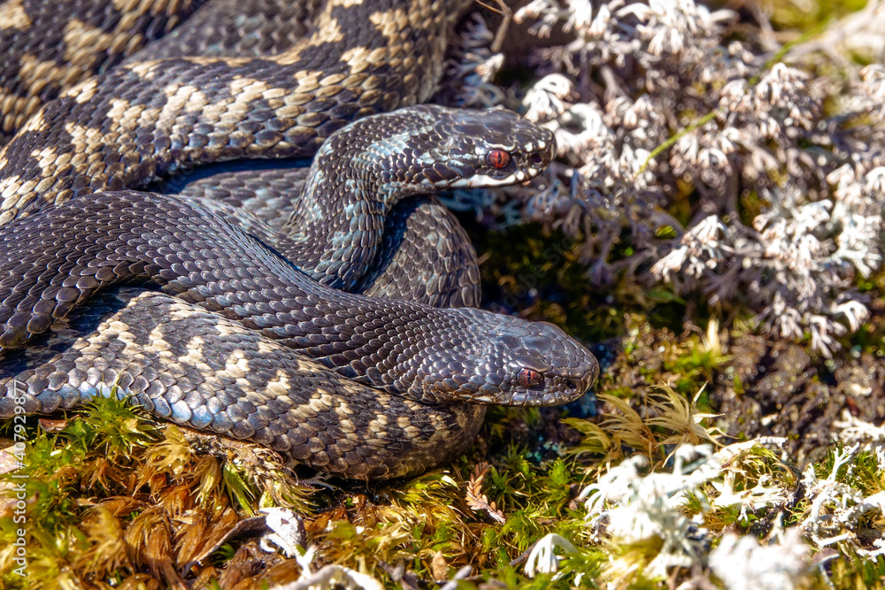 viper
viper