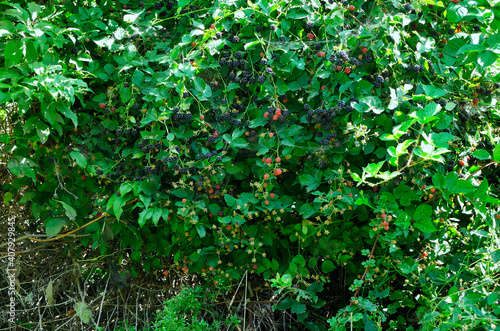 Dojrzałe owoce Jeżyna, (Rubus L.) jest bardzo smaczna i pełna witamin