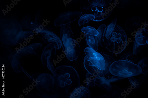 Jellyfish in the deep water © Katarzyna