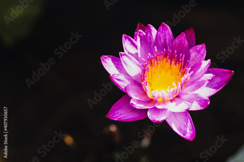 The Perfect Top view of Beautiful Pink Lotus and yellow pollen with background