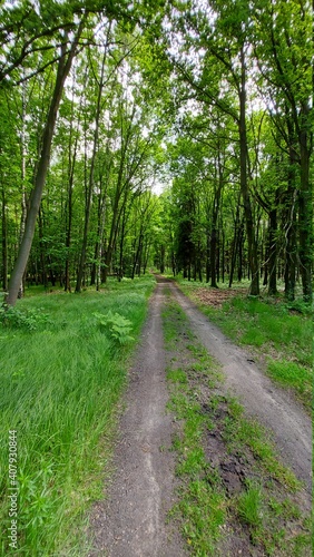 A forest road in a spring atmosphere