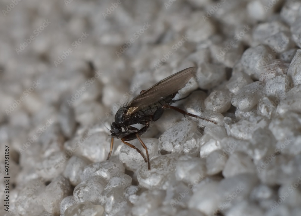 dark little fly Simuliidae Simulium dark little fly Simuliidae Simulium