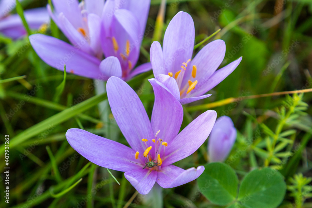 Autumn crocus on a cattle pasture in Thuringia Autumn crocus on a cattle pasture in Thuringia