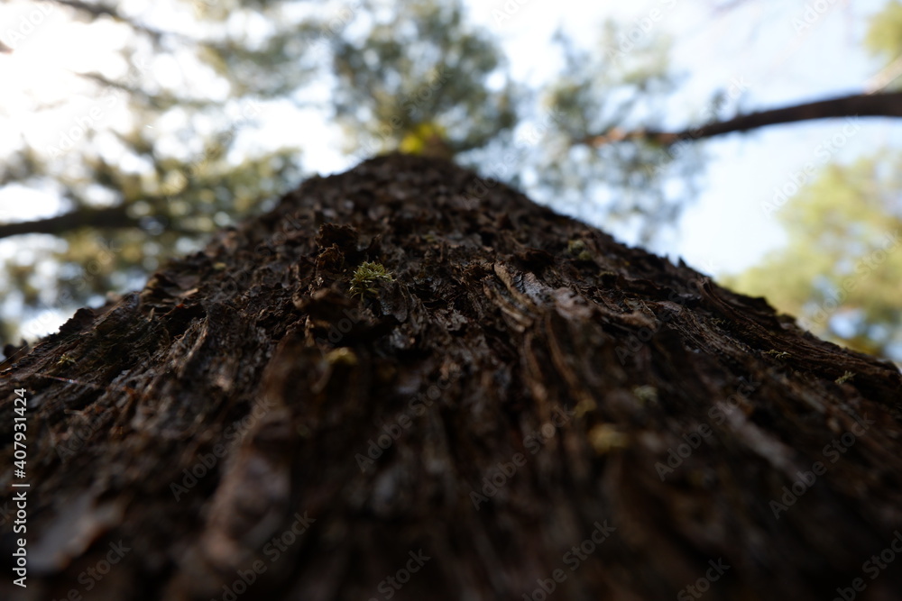 Fototapeta premium trunk of a tree