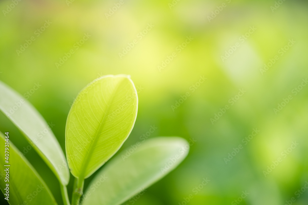 Concept nature view of green leaf on blurred greenery background in garden and sunlight with copy space using as background natural green plants landscape, ecology, fresh wallpaper concept. Concept nature view of green leaf on blurred greenery background in garden and sunlight with copy space using as background natural green plants landscape, ecology, fresh wallpaper concept.