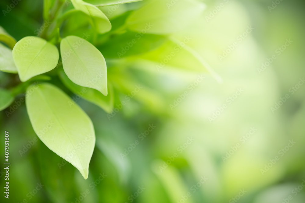 Concept nature view of green leaf on blurred greenery background in garden and sunlight with copy space using as background natural green plants landscape, ecology, fresh wallpaper concept. Concept nature view of green leaf on blurred greenery background in garden and sunlight with copy space using as background natural green plants landscape, ecology, fresh wallpaper concept.
