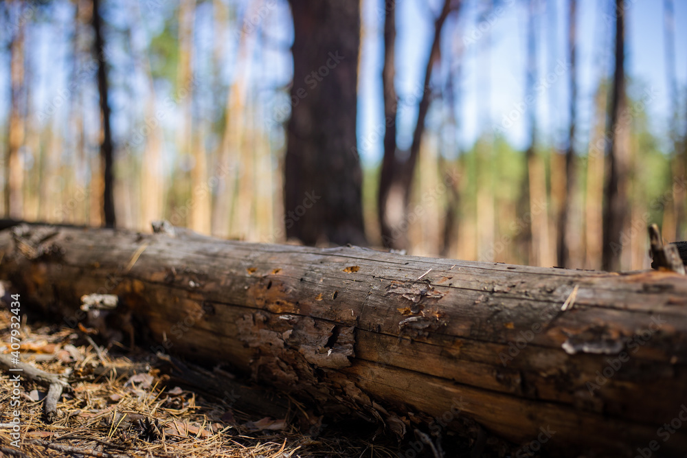 Fallen tree in the forest. Forest landscape concept Fallen tree in the forest. Forest landscape concept