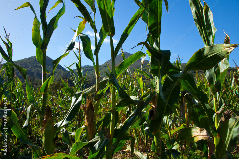 Maizal alrededor de Oviñana, Asturias. MAIZE FIELD IN OVIÑANA. ASTURIAS Maizal alrededor de Oviñana, Asturias. MAIZE FIELD IN OVIÑANA. ASTURIAS