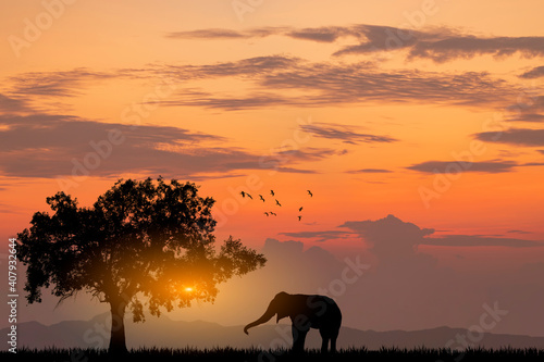 Silhouette African Elephants at sunset or sunrise. Wildlife Nature Background. African savanna landscape. © funfunphoto