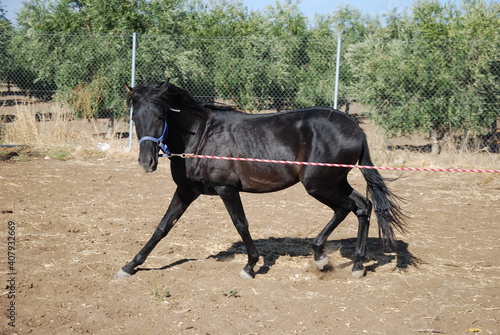 Caballo mestizo español photo