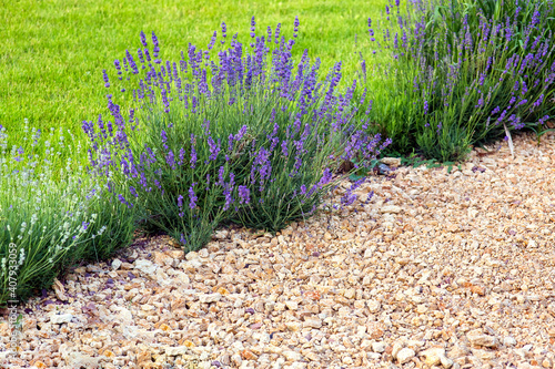 park with a flower bed of blooming lavender near the lawn covered with natural stone close-up of the spring landscape.