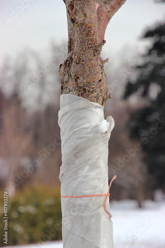 A close up of a tree in the botanical garden wrapped in a cloth to protect it from frost in winter
