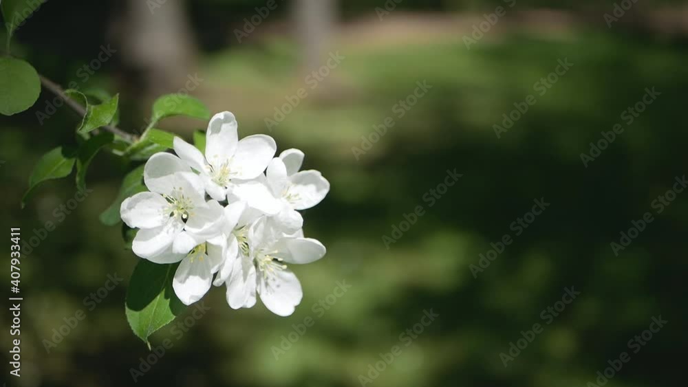 Blooming apple tree in the spring garden. White spring flowers on tree branches. Blooming apple tree in the spring garden. White spring flowers on tree branches.