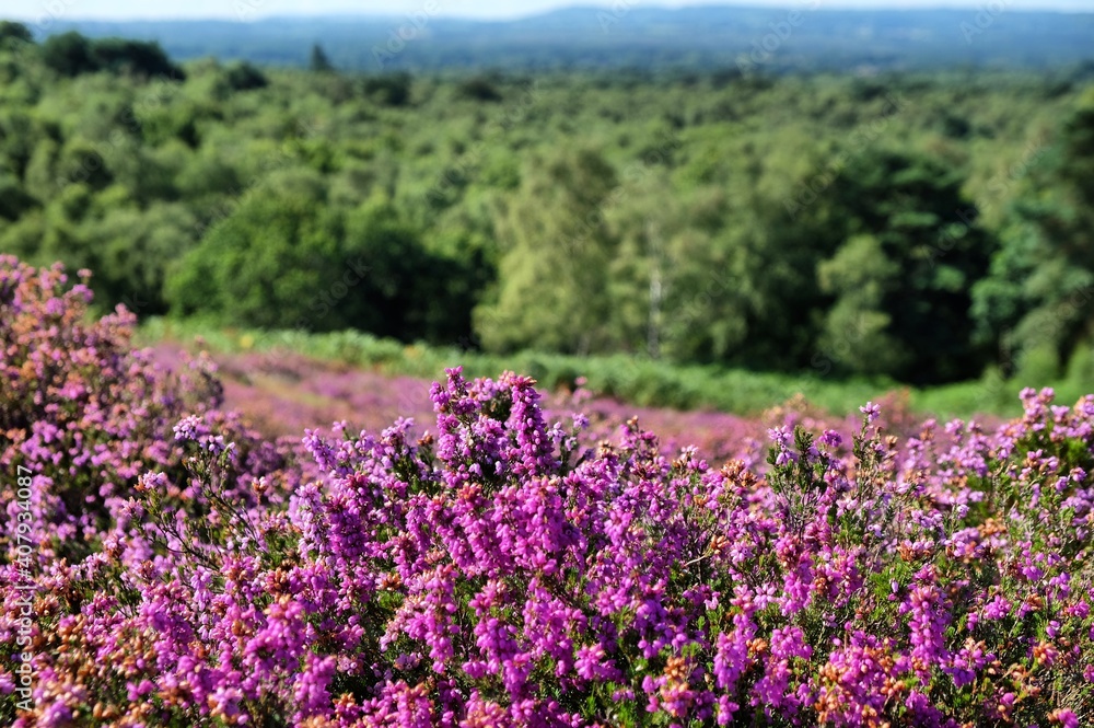 Lowland heather in bloom on Puttenham Common,Surrey, UK Lowland heather in bloom on Puttenham Common,Surrey, UK