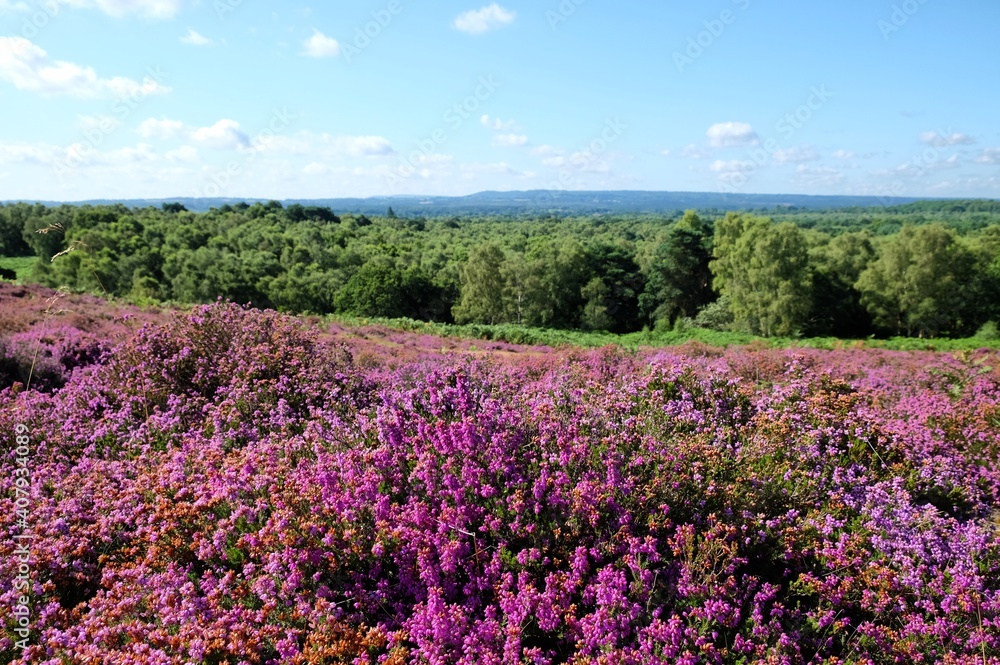 Lowland heather in bloom on Puttenham Common,Surrey, UK