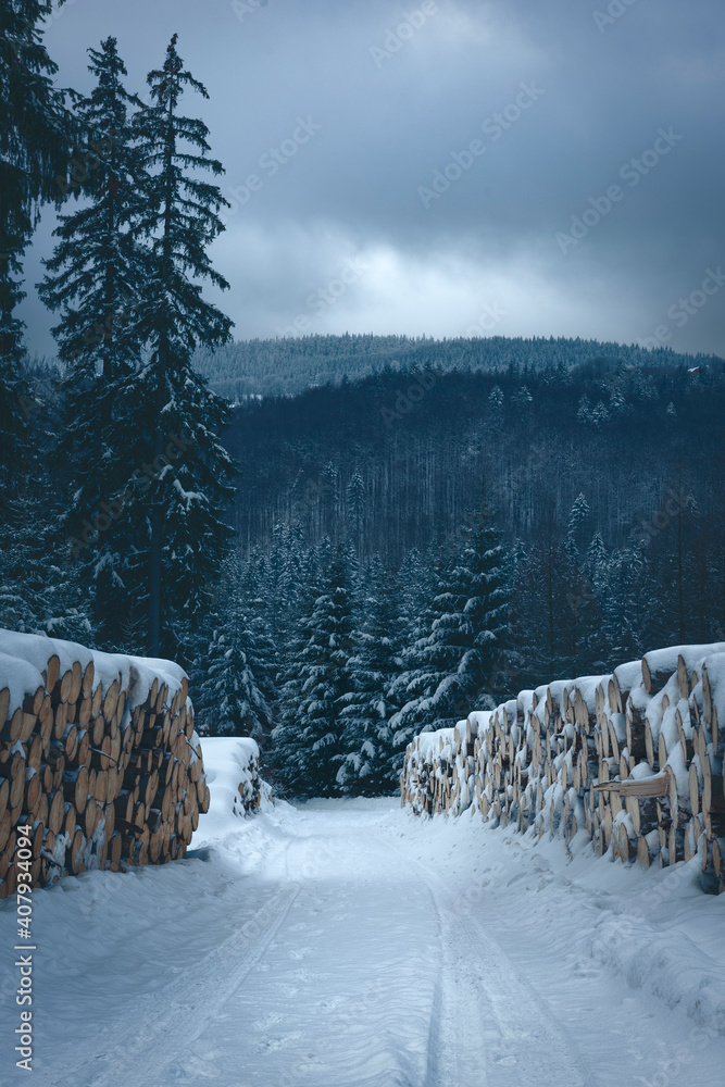 Zimowy krajobraz lasu w górach z drewnem  - obrazy, fototapety, plakaty 