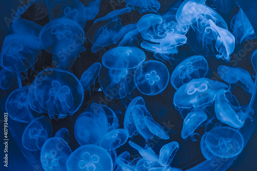 Jellyfish in the aquarium © Katarzyna