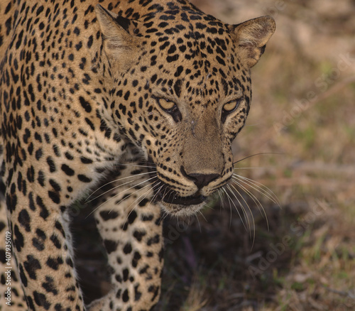 Big male leopard stare  Sunshine on leopard face  leopard in sunlight  Leopard in Yala National Park  Sri Lanka  Lucas 