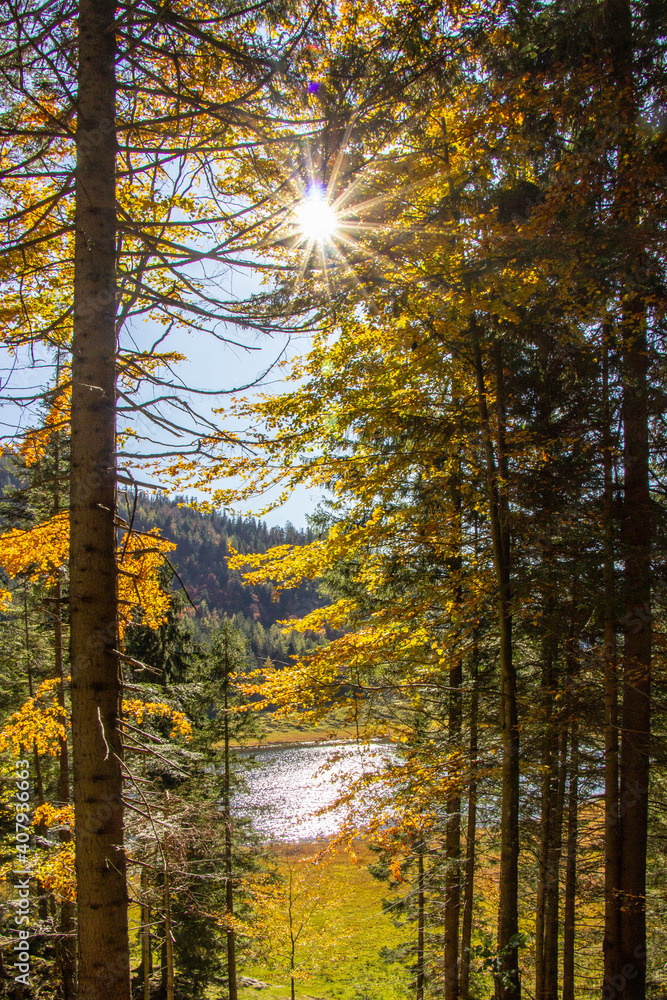 Obraz premium Bäume in den vier Jahreszeiten