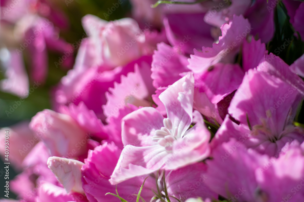 The beautiful lily flower was taken with macro photography technique as a close-up. sweet william flower. The beautiful lily flower was taken with macro photography technique as a close-up. sweet william flower.