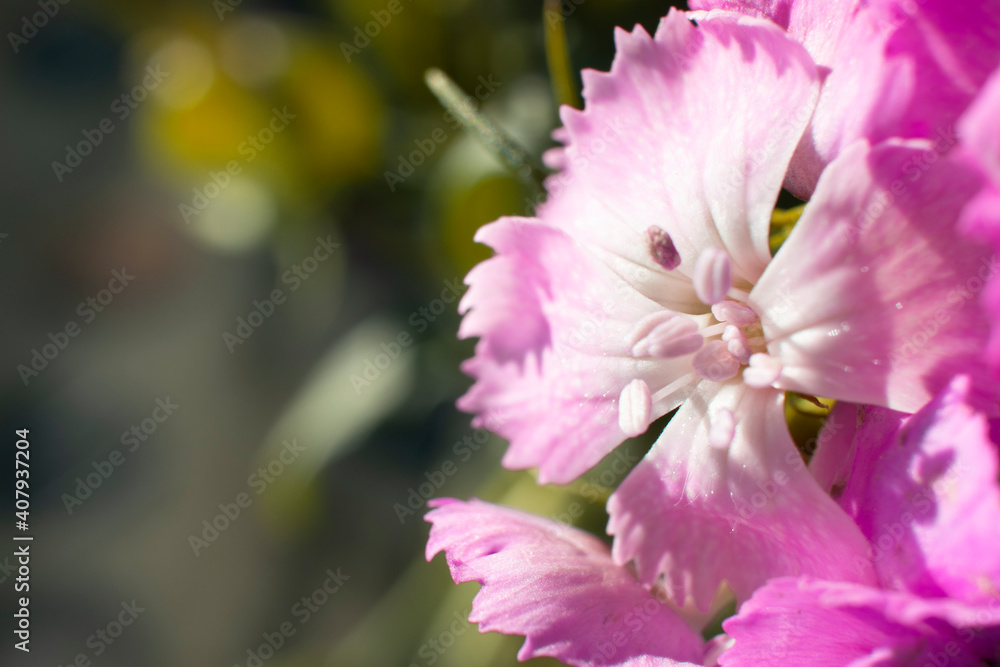 The beautiful lily flower was taken with macro photography technique as a close-up. sweet william flower. The beautiful lily flower was taken with macro photography technique as a close-up. sweet william flower.