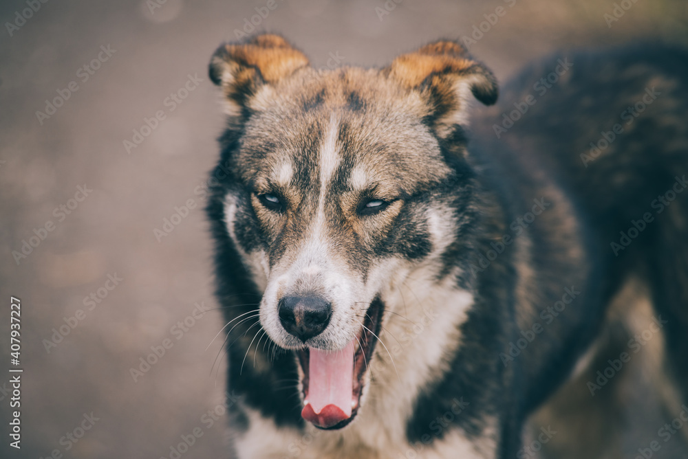 Bronw domestic dog is yawining Bronw domestic dog is yawining