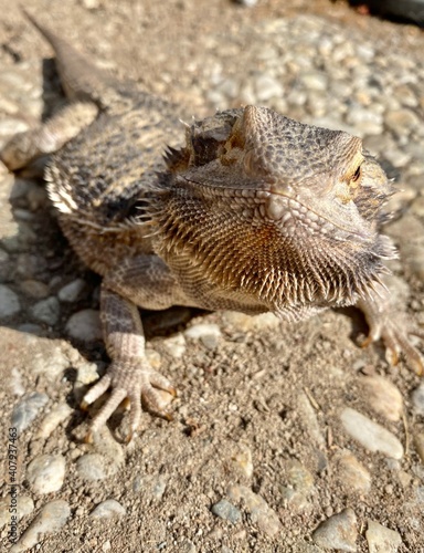 bearded dragon