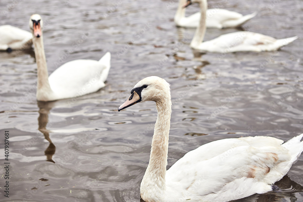 White swans in Prague on the Vltava river next to the Charles Bridge, Czech Republic White swans in Prague on the Vltava river next to the Charles Bridge, Czech Republic