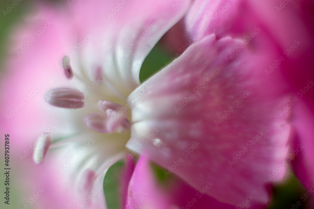 The beautiful lily flower was taken with macro photography technique as a close-up. sweet william flower. 
