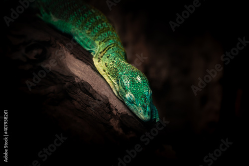 Green lizard © Katarzyna