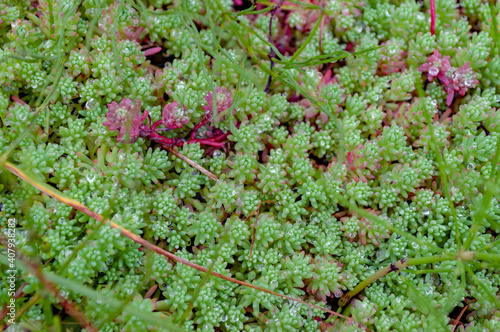 A small meadow overgrown with moss that looks like an exotic plant, with drops of dew and slightly blurred at the edges