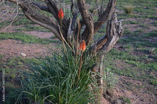 El bello planta del altiplano, al lado del árbol de kiswaras