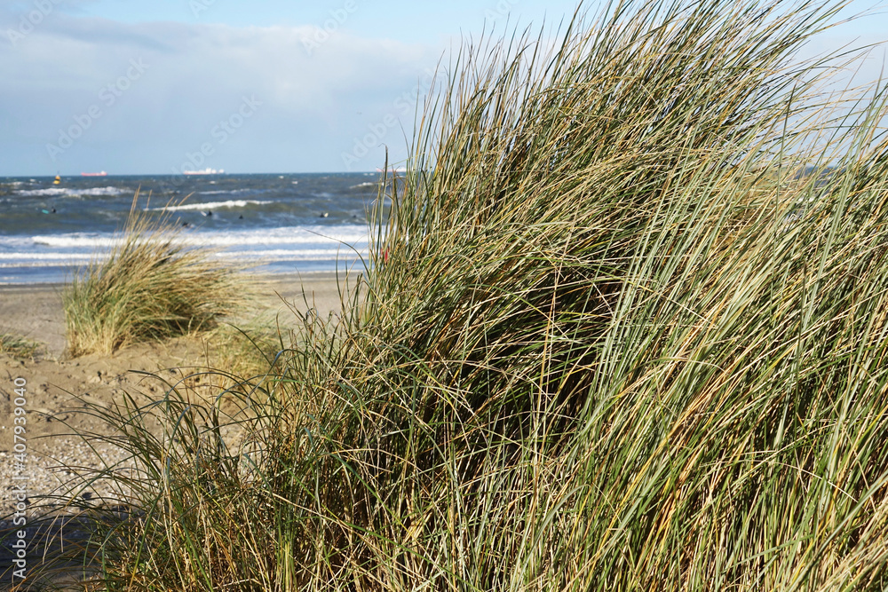 The sandy dunes along the coast of Scheveningen The sandy dunes along the coast of Scheveningen