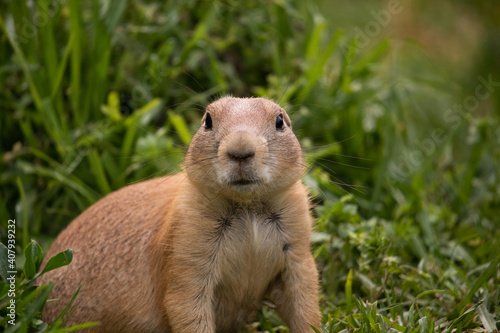 A squirrel between the grass © NIKOS