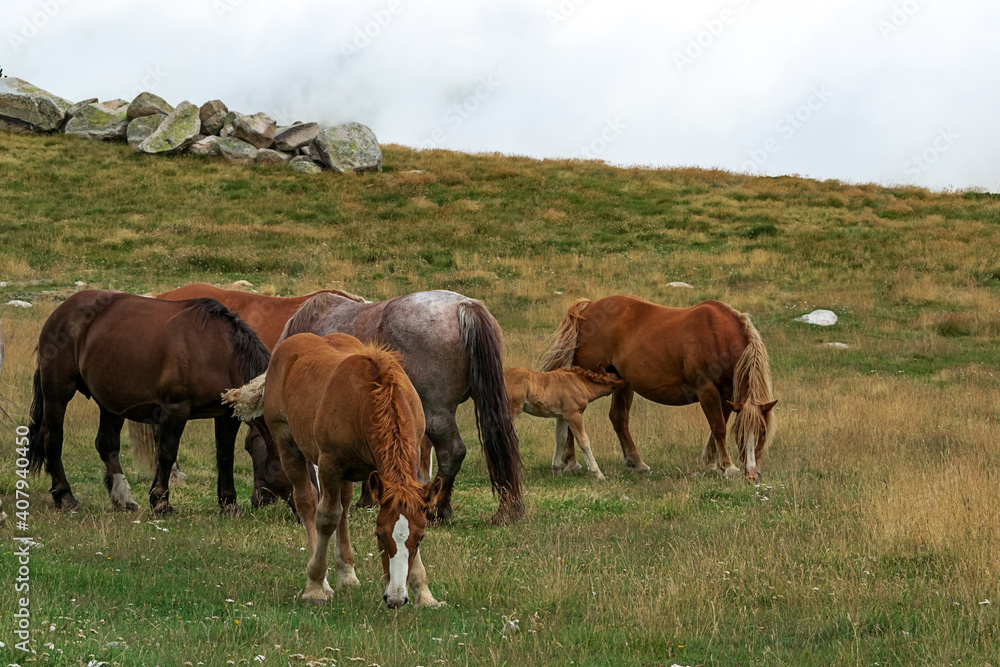 Herd of wild horses in the Andorran Pyrenees enjoying the wildlife
