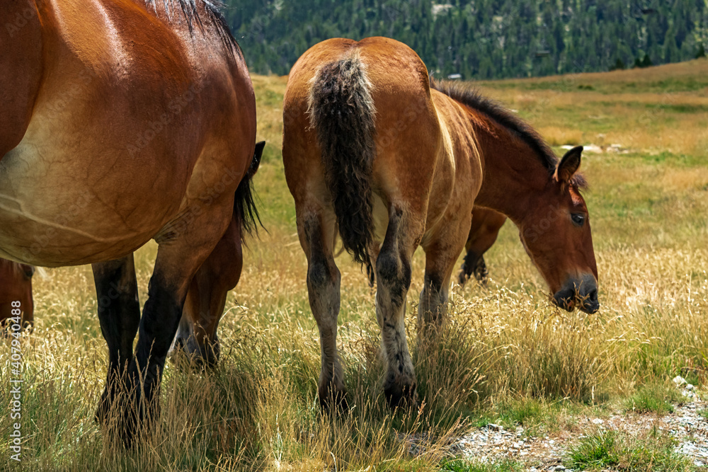 Mom mare caring for her young foal with love