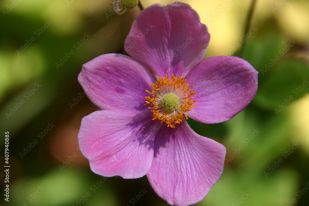 Purple pink anemone flower bloom in spring