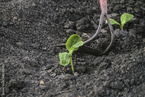 Weeding the beds of cucumber sprouts with a metal hoe. Selective focus.