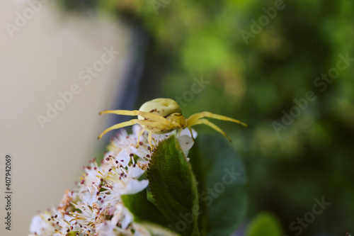 Predatory Flower spider - Misumena vatia. Hunter spider on a flower took a threatening pose. photo