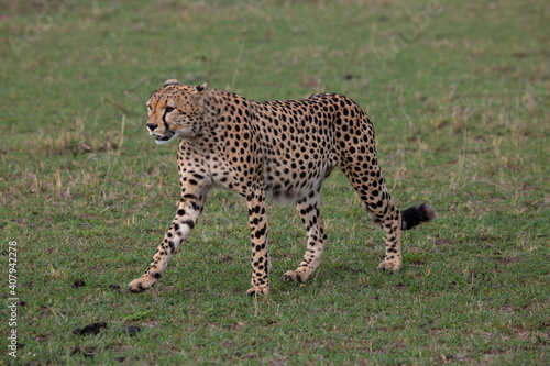Cheetah in Masai Mara Game Reserve in Kenya