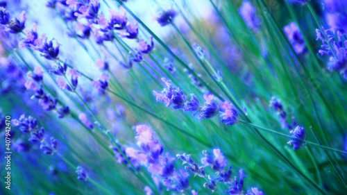 Flowers Of Lavender In The Summer