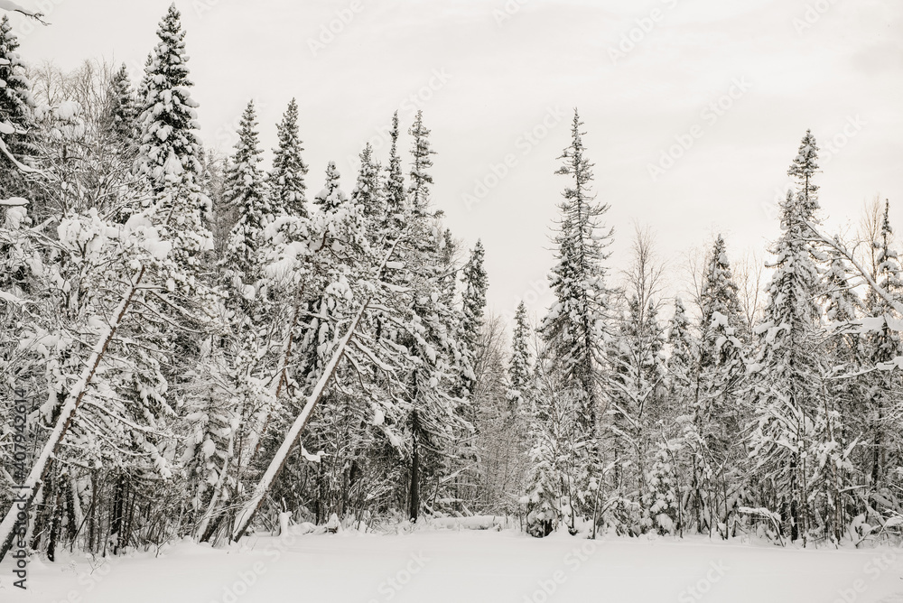 Fototapeta premium Snow-covered forest